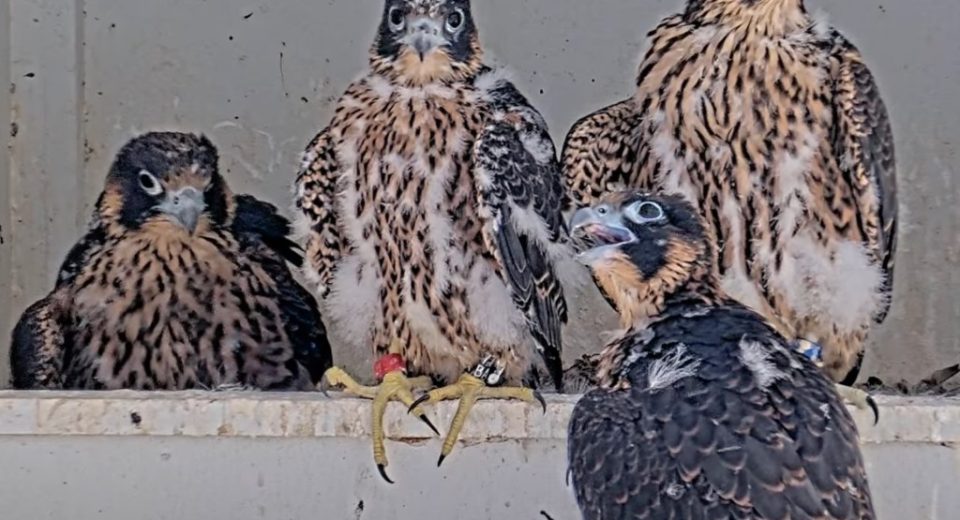 O sonho da prefeitura de José Falcon devolve ratos ao ninho, levantando o envenenamento dos medos para as galinhas