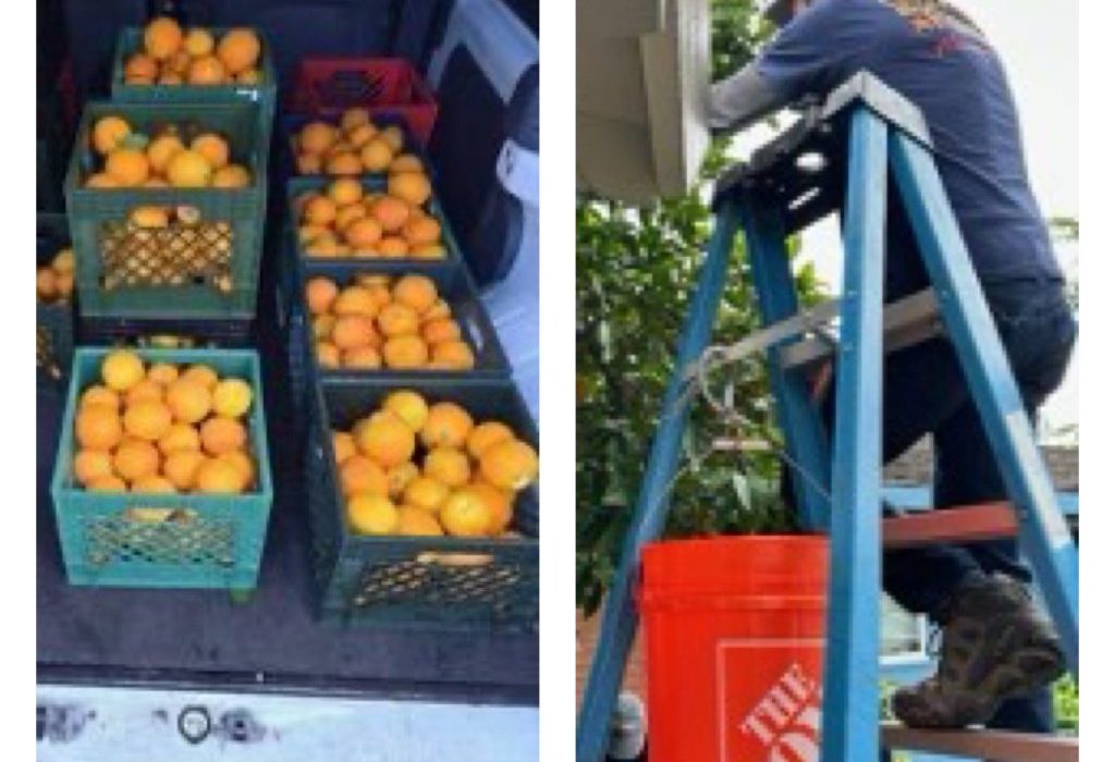 A colheita de frutas Cupertino fornece 250 libras. Para alívio da fome local