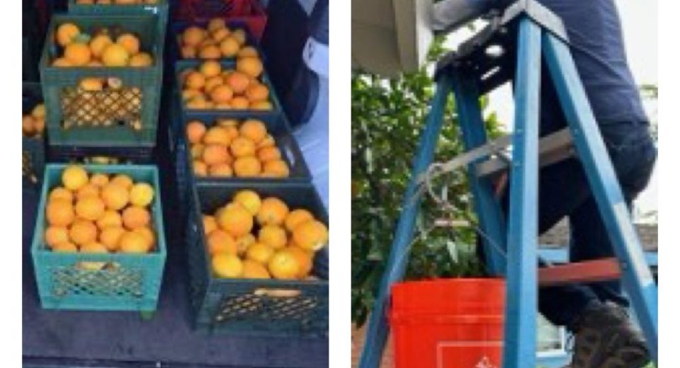 A colheita de frutas Cupertino fornece 250 libras. Para alívio da fome local