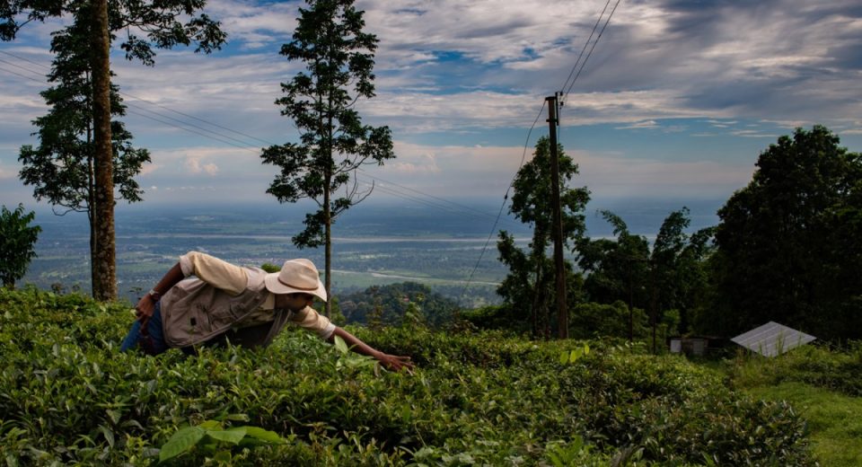 Alt -carbono pontuação de US $ 12 milhões para escalar a remoção de carbono na Índia