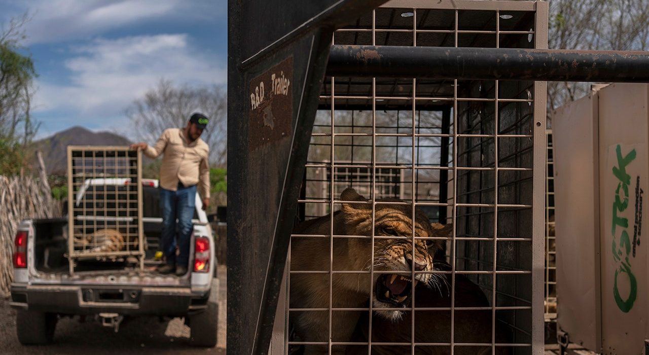 Centenas de animais fogem de um cartel de caos, a violência após um refúgio com ameaças