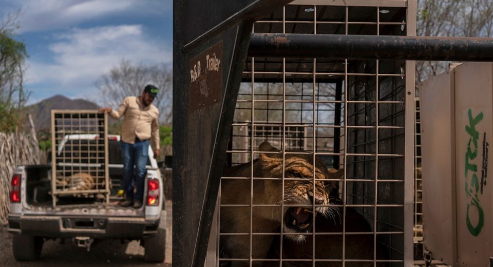 Centenas de animais fogem de um cartel de caos, a violência após um refúgio com ameaças