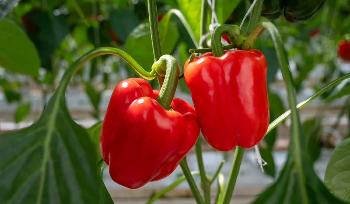 Como plantar pimentão no chão? Quando plantar pimentão a partir de sementes? Como fazer a pimenta muito frutas?