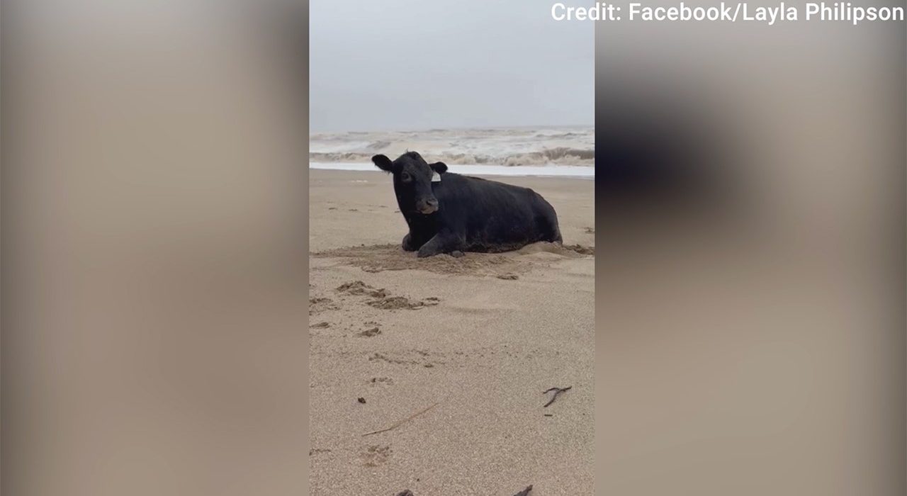 Cowabunga! A vaca de inundação é lavada na costa na praia, viva e movimentando