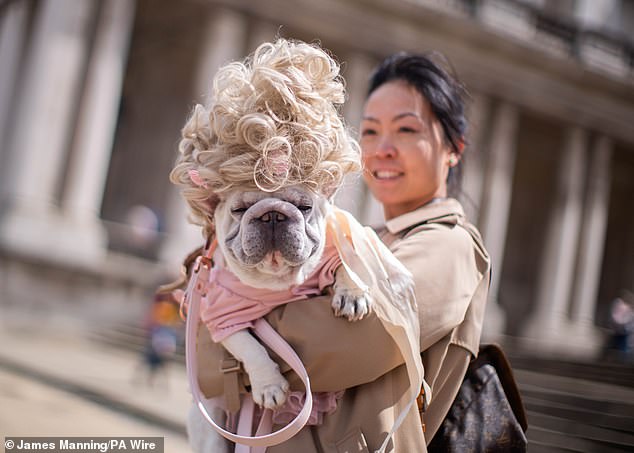 De Bridgerton Lookalikes a Dogs Velhos com novos truques: Sweet Snaps Show Puppies de todo o país quando seus proprietários se reúnem para o show anual