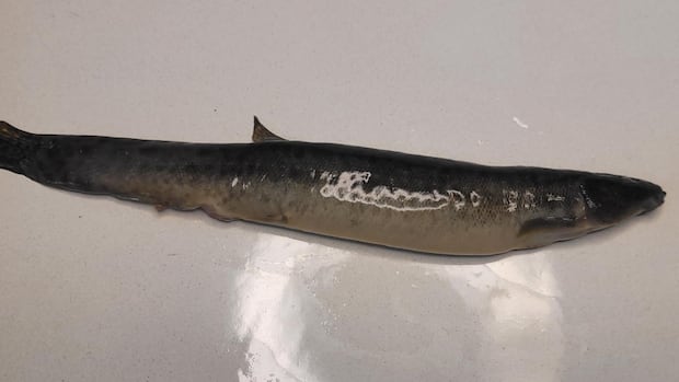 Espécies de peixes invasoras relatadas na Nova Escócia pela primeira vez, diz DFO