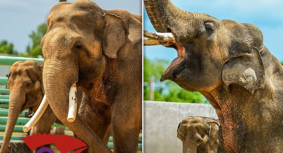 O zoológico de Tulsa identificou as primeiras fotos de elefantes de La Zoo Bill & Tina