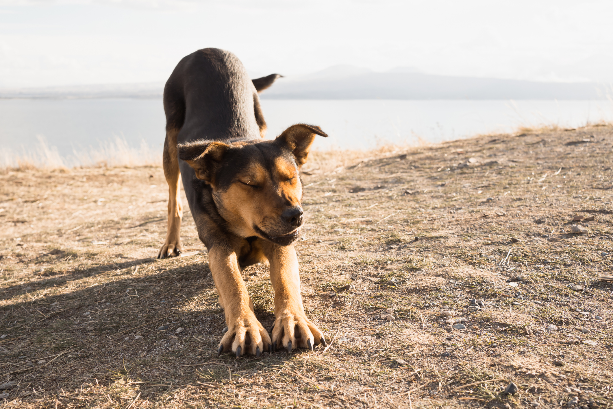 Cão de estrada esconde os filhotes para proteger, o que acontece nos próximos corações